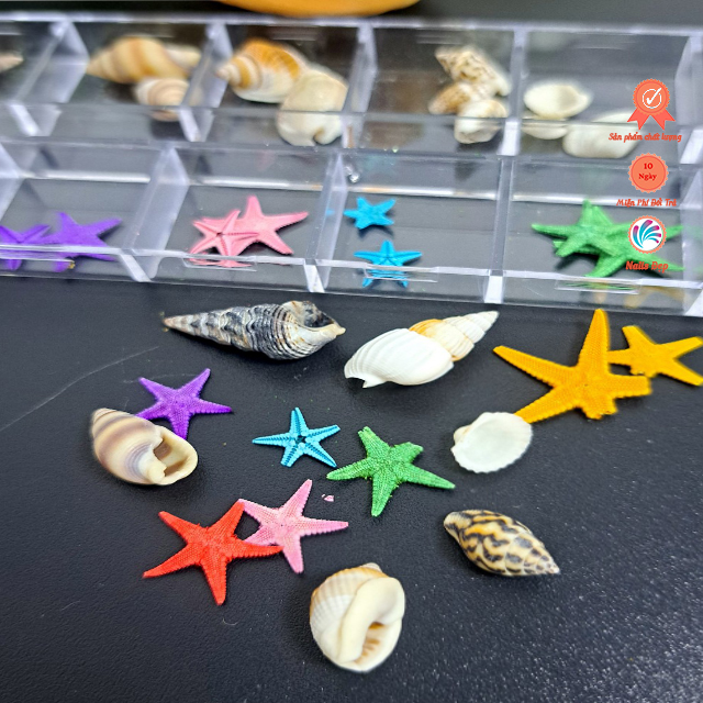 Khay Charm biển (sao, sò, ốc)