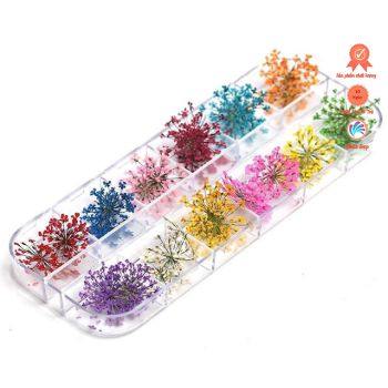 Hoa Khô - Hoa Chùm